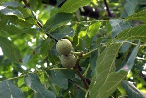 Обрізка волоського горіха навесні – не краще перенести на літо? + Відео