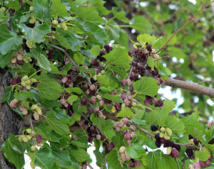 Щеплення шовковиці навесні і інші етапи догляду за деревом + відео