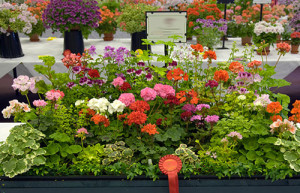 Пеларгонія з насіння – які умови необхідно створити для росту? + відео Пеларгонія з насіння – які умови необхідно створити для росту? + відео