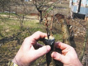 Щеплення персика – як обзавестися південним фруктом на своїй дачі? + Відео
