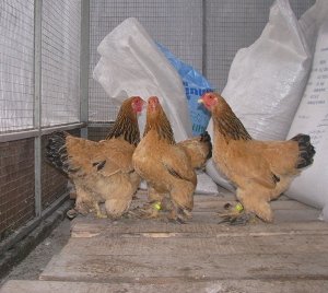 Карликові Брами   це точна копія великих курей однойменної породи