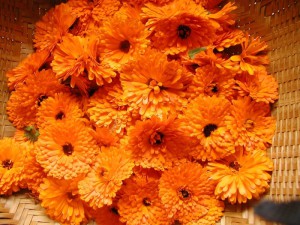 Календула – лікувальні властивості і протипоказання рослини + відео