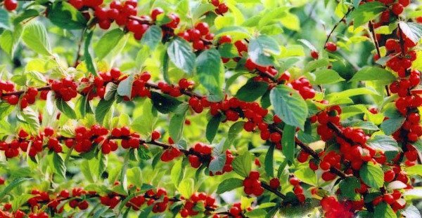 Вишня Повстяна Царівна: маса переваг в маленькому кущовому рослині