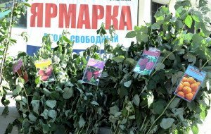 Посадка саджанців винограду – поради та рекомендації + Відео