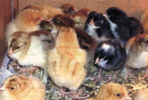 Вирощування курей несучок в домашніх умовах