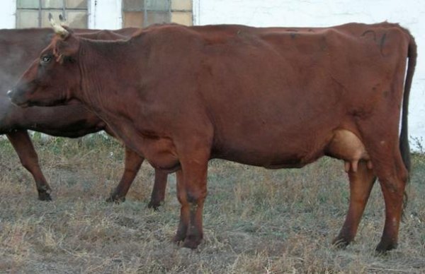 Червона степова порода корів: характеристика, особливості, вакцинація та фото