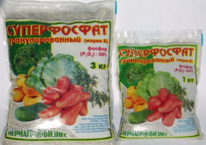 Фосфорні добрива – для швидкого росту і дозрівання + Відео