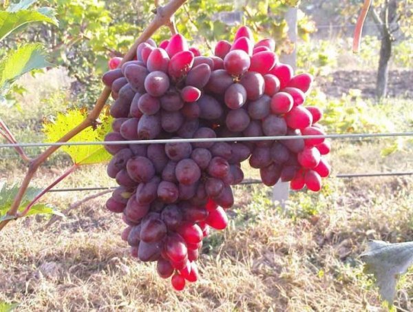 Виноград Аметист Новочеркаський: опис сорту і фото, особливості, хвороби і шкідники