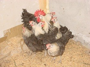 Кури Кампин сріблястий   продуктивність і краса на подвіря