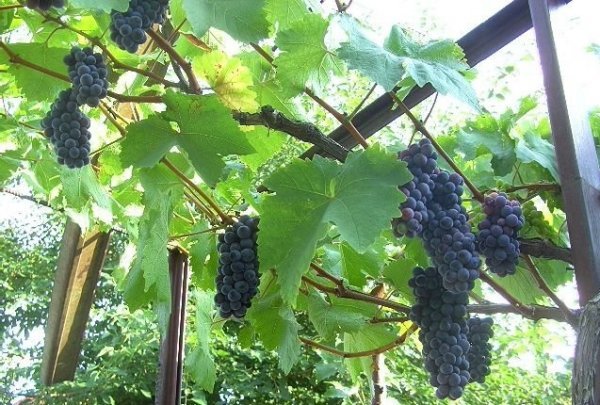 Виноград Перли: фото та опис найбільш розповсюджених сортів   Чорний, Рожевий, Сабо