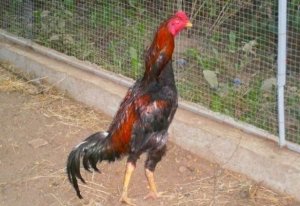 Бійцівські кури породи Шамо з хижим поглядом