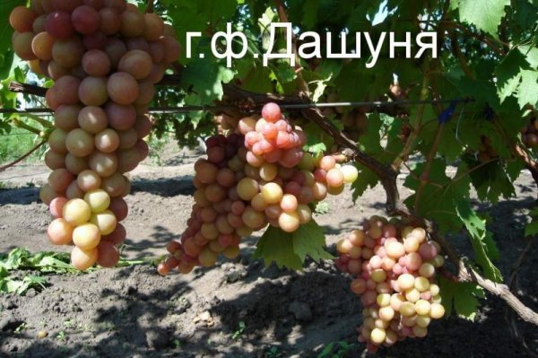 Виногради Даша, Дашуня і Дарина: опис сортів та фото, інші однойменні гібриди
