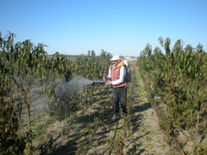 Догляд за грушею навесні – як посадити і удобрювати? + відео