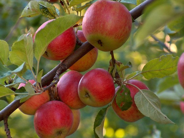 Яблуня Мантет: опис та фото сорти, догляд та захист від шкідників