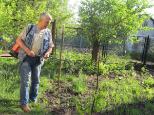 Зола як добриво – як використовувати і в чому плюси? + відео