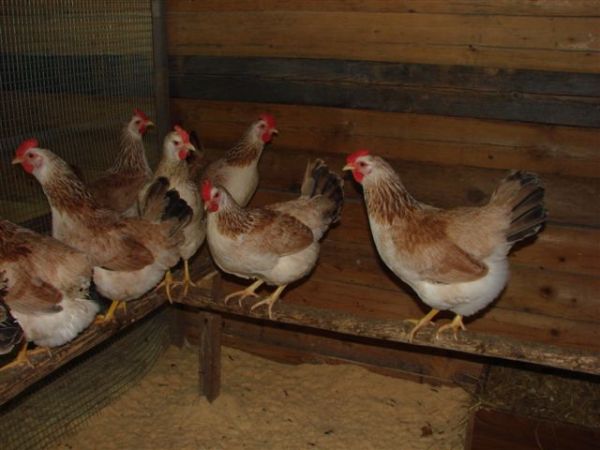 Загорська лососева – одна з найбільш юних порід мясо яєчних курей: фото та опис