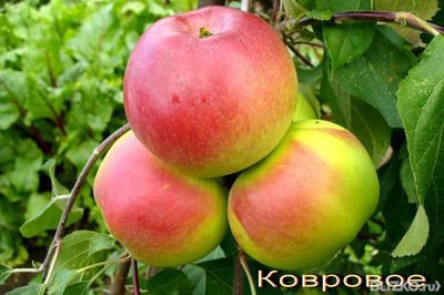 Килимове   сорт карликової яблуні з масою переваг
