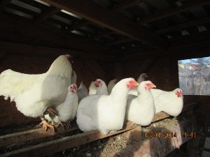 Кури породи Оравка: створені для проживання в горах