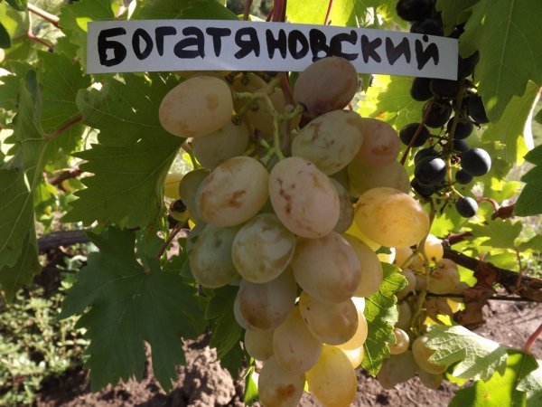 Сорт винограду Богатяновский: опис та фото, характеристики й особливості догляду