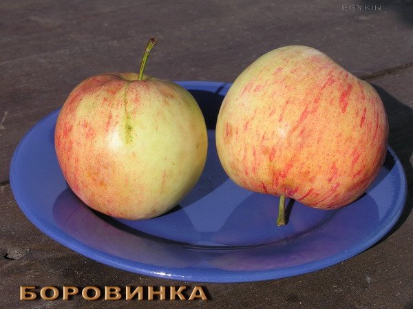 Сорт яблук Боровинка: опис характеристик і фото
