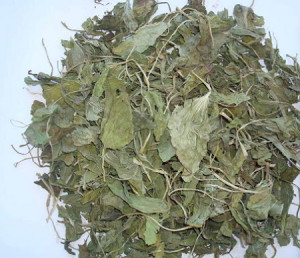 Лікувальні властивості подорожника – як і де його застосовують? + відео