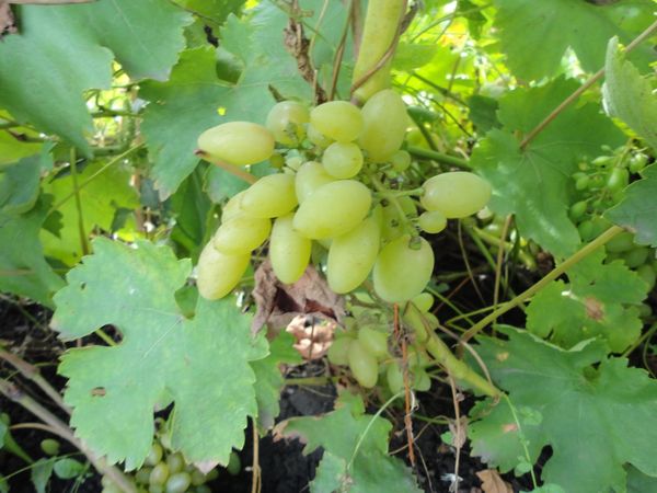 Виноград Дамські Пальчики (Хусайне білий): опис сорту, фото, боротьба з шкідниками