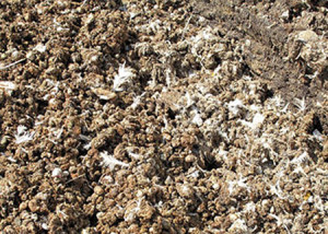 Натуральні добрива для городу – підживлення садових культур + відео