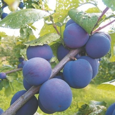 Слива Кромань: опис високоврожайного, зимостійкого сорту і фото