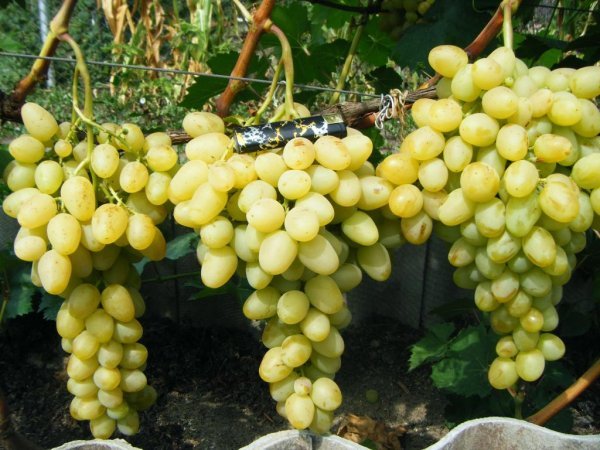 Виноград Аркадія: характеристика, опис сорту, догляд, врожайність і фото