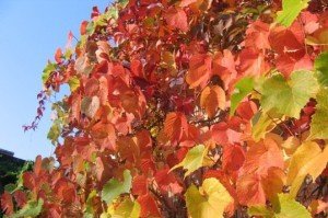 Вюнкі рослини для альтанки – які вибрати для прикраси? + відео