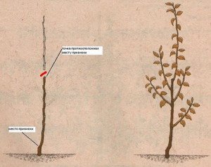 Обрізка дерев влітку – особливості літнього укорочення + Відео Обрізка дерев влітку – особливості літнього укорочення + Відео