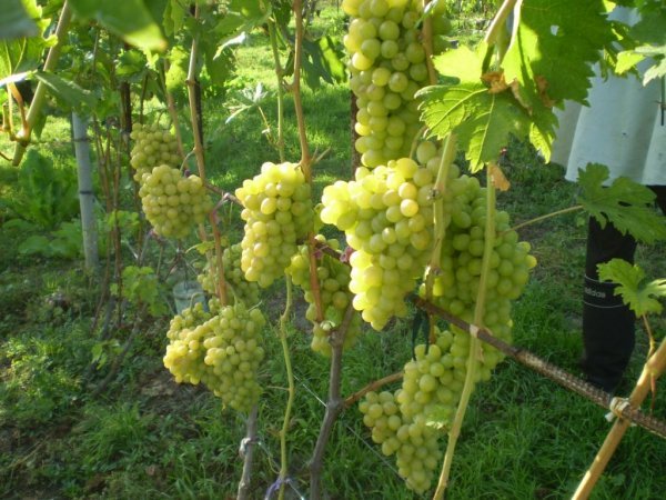 Виноград Благовіст: опис сорту з фото, характеристики і зовнішній вигляд