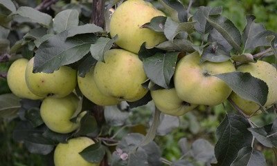 Прекрасні смакові якості яблук сорту Куйбишевське