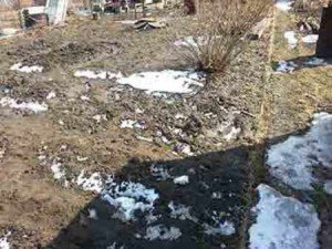 Підгодівля саду навесні: чим підгодовувати рослини? + відео