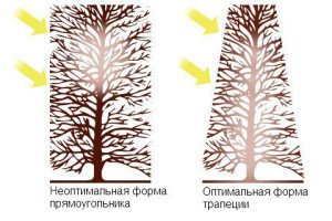 Як оформляється живопліт з ялівцю і хвойних? + відео Як оформляється живопліт з ялівцю і хвойних? + відео