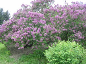 Посадка бузку навесні і грамотний догляд за кущами для їх росту + відео