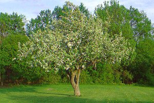 Обрізка яблунь навесні – в чому переваги і як проводити? + відео