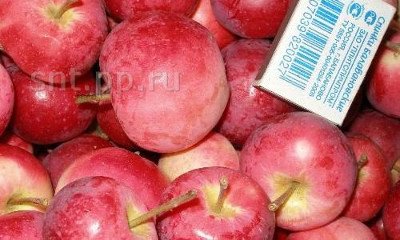 Сорт яблуні Заповітне: посадка, догляд і профілактика захворювань