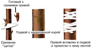 Щеплення яблуні навесні – перевірені методи + Відео