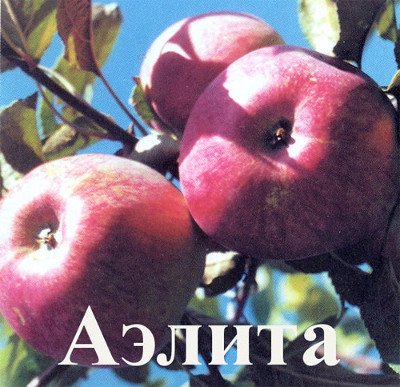 Яблуня Аеліта стійка до холодів і парші