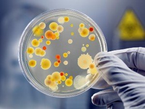 Диспепсія птахів або порушення нормального функціонування шлунка
