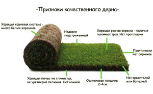 Спортивний газон – грамотна підготовка майданчика для спорту + відео