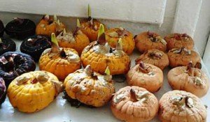 Як садити гладіолуси навесні – правильна посадка квітів + Відео Як садити гладіолуси навесні – правильна посадка квітів + Відео