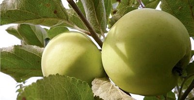 Яблуня Дочка Папировки: повне опис сорту, посадка, догляд