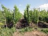Які види шпалер для винограду бувають і як вибрати підходящий? + відео