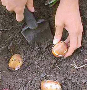 Посадка гіацинтів навесні – підготовка ґрунту і висаджування рослин + відео