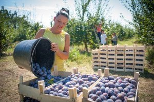 Як заморозити сливу на зиму – кращі рецепти для заморозки + Відео