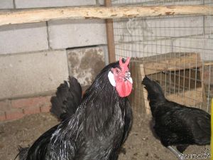 Кури Ла Флеш: чорний диявол з 15 століття, фото