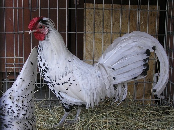 Гамбурзькі кури: неможливо сплутати з іншими породами