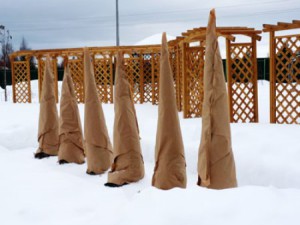 Хвойні в ландшафтному дизайні: як вибрати сорти і висадити? + відео